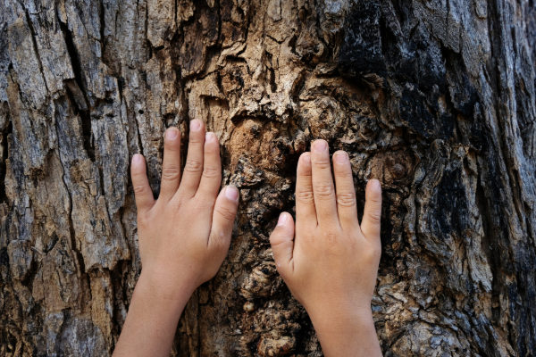 木の幹に両手を押し当てている